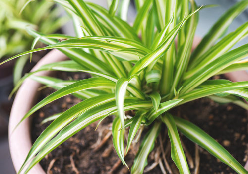 How to Buy the Best Air Filtering and Purifying Plants